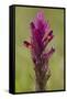 common cow-wheat, Melampyrum arvense-Dietmar Najak-Framed Stretched Canvas