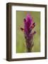 common cow-wheat, Melampyrum arvense-Dietmar Najak-Framed Photographic Print