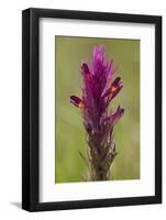 common cow-wheat, Melampyrum arvense-Dietmar Najak-Framed Photographic Print