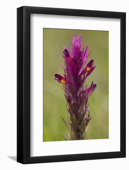 common cow-wheat, Melampyrum arvense-Dietmar Najak-Framed Photographic Print