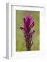 common cow-wheat, Melampyrum arvense-Dietmar Najak-Framed Photographic Print