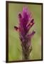 common cow-wheat, Melampyrum arvense-Dietmar Najak-Framed Photographic Print