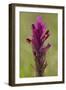 common cow-wheat, Melampyrum arvense-Dietmar Najak-Framed Photographic Print