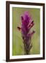 common cow-wheat, Melampyrum arvense-Dietmar Najak-Framed Photographic Print