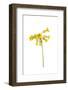 Common cowslip in flower-Gary K Smith-Framed Photographic Print