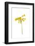 Common cowslip in flower-Gary K Smith-Framed Photographic Print