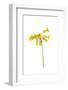 Common cowslip in flower-Gary K Smith-Framed Photographic Print