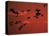 Common Crane, Flock Flying, Silhouettes at Sunset, Pusztaszer, Hungary-Bence Mate-Stretched Canvas