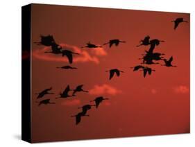 Common Crane, Flock Flying, Silhouettes at Sunset, Pusztaszer, Hungary-Bence Mate-Stretched Canvas