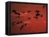Common Crane, Flock Flying, Silhouettes at Sunset, Pusztaszer, Hungary-Bence Mate-Framed Stretched Canvas