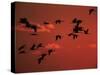 Common Crane, Flock Flying, Silhouettes at Sunset, Pusztaszer, Hungary-Bence Mate-Stretched Canvas