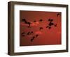 Common Crane, Flock Flying, Silhouettes at Sunset, Pusztaszer, Hungary-Bence Mate-Framed Premium Photographic Print