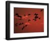 Common Crane, Flock Flying, Silhouettes at Sunset, Pusztaszer, Hungary-Bence Mate-Framed Premium Photographic Print