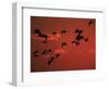 Common Crane, Flock Flying, Silhouettes at Sunset, Pusztaszer, Hungary-Bence Mate-Framed Premium Photographic Print