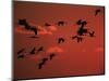 Common Crane, Flock Flying, Silhouettes at Sunset, Pusztaszer, Hungary-Bence Mate-Mounted Premium Photographic Print