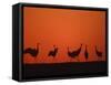 Common Crane Group Dancing Before Sunrise, Hornborga Lake, Sweden, Europe-Bernard Castelein-Framed Stretched Canvas