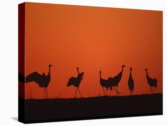 Common Crane Group Dancing Before Sunrise, Hornborga Lake, Sweden, Europe-Bernard Castelein-Stretched Canvas