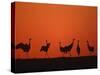 Common Crane Group Dancing Before Sunrise, Hornborga Lake, Sweden, Europe-Bernard Castelein-Stretched Canvas