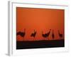 Common Crane Group Dancing Before Sunrise, Hornborga Lake, Sweden, Europe-Bernard Castelein-Framed Photographic Print