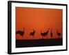 Common Crane Group Dancing Before Sunrise, Hornborga Lake, Sweden, Europe-Bernard Castelein-Framed Photographic Print