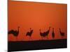 Common Crane Group Dancing Before Sunrise, Hornborga Lake, Sweden, Europe-Bernard Castelein-Mounted Photographic Print