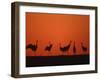 Common Crane Group Dancing Before Sunrise, Hornborga Lake, Sweden, Europe-Bernard Castelein-Framed Photographic Print