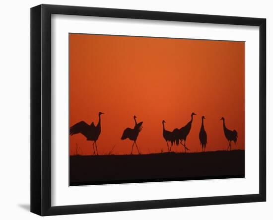 Common Crane Group Dancing Before Sunrise, Hornborga Lake, Sweden, Europe-Bernard Castelein-Framed Photographic Print