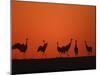 Common Crane Group Dancing Before Sunrise, Hornborga Lake, Sweden, Europe-Bernard Castelein-Mounted Photographic Print