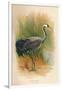 Common Crane (Grus cinerea), 1900, (1900)-Charles Whymper-Framed Giclee Print