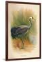 Common Crane (Grus cinerea), 1900, (1900)-Charles Whymper-Framed Giclee Print