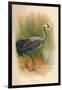 Common Crane (Grus cinerea), 1900, (1900)-Charles Whymper-Framed Giclee Print