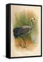 Common Crane (Grus cinerea), 1900, (1900)-Charles Whymper-Framed Stretched Canvas