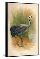 Common Crane (Grus cinerea), 1900, (1900)-Charles Whymper-Framed Stretched Canvas