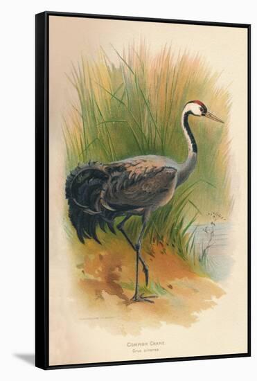 Common Crane (Grus cinerea), 1900, (1900)-Charles Whymper-Framed Stretched Canvas