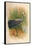 Common Crane (Grus cinerea), 1900, (1900)-Charles Whymper-Framed Stretched Canvas