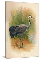 Common Crane (Grus cinerea), 1900, (1900)-Charles Whymper-Stretched Canvas