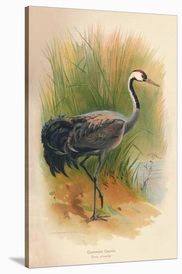 Common Crane (Grus cinerea), 1900, (1900)-Charles Whymper-Stretched Canvas