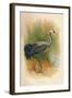 Common Crane (Grus cinerea), 1900, (1900)-Charles Whymper-Framed Giclee Print