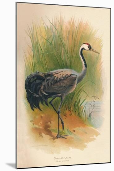 Common Crane (Grus cinerea), 1900, (1900)-Charles Whymper-Mounted Giclee Print