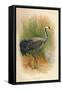 Common Crane (Grus cinerea), 1900, (1900)-Charles Whymper-Framed Stretched Canvas