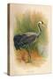 Common Crane (Grus cinerea), 1900, (1900)-Charles Whymper-Stretched Canvas