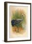 Common Crane (Grus cinerea), 1900, (1900)-Charles Whymper-Framed Giclee Print