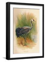 Common Crane (Grus cinerea), 1900, (1900)-Charles Whymper-Framed Giclee Print