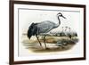 Common Crane (Grus Cinerea)-John Gould-Framed Giclee Print