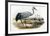 Common Crane (Grus Cinerea)-John Gould-Framed Giclee Print