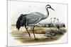 Common Crane (Grus Cinerea)-John Gould-Mounted Giclee Print