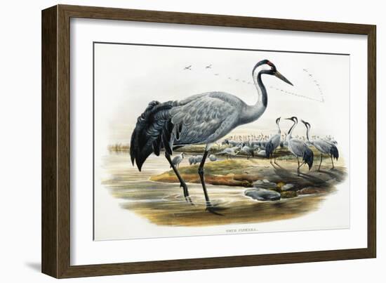 Common Crane (Grus Cinerea)-John Gould-Framed Giclee Print