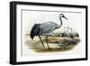 Common Crane (Grus Cinerea)-John Gould-Framed Giclee Print