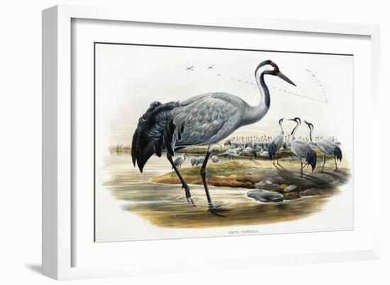 Common Crane (Grus Cinerea)-John Gould-Framed Giclee Print