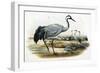 Common Crane (Grus Cinerea)-John Gould-Framed Giclee Print